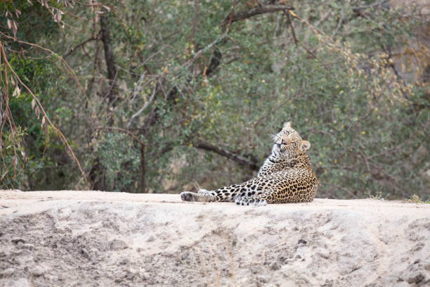 istock Lone leopard lay down to rest on an anthill in nature during daytime 1005340450