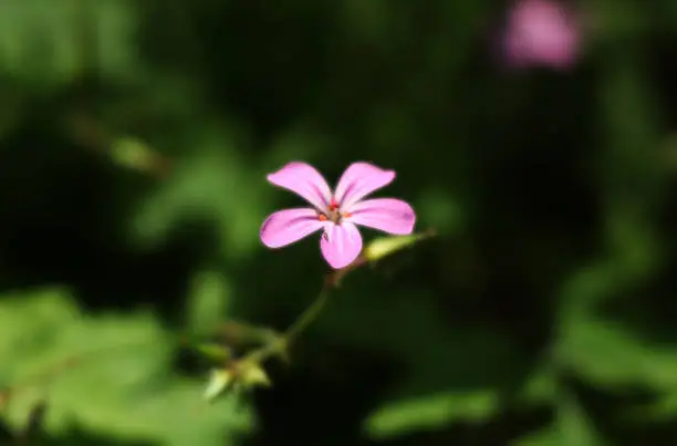 One of the most casual flower in Europe. Named as Herb-Robert, Red Robin or Death come quickly. In Slovakia grassland