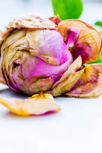 istock Dead pink rose with yellow dry petals on white table 1005359864