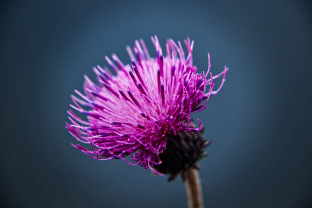 istock A beautiful herbal plant famous as red clover or trifolium pratense 1005360188
