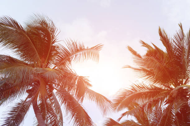 istock Palm trees and sky in the bright tropical sun 1005361630