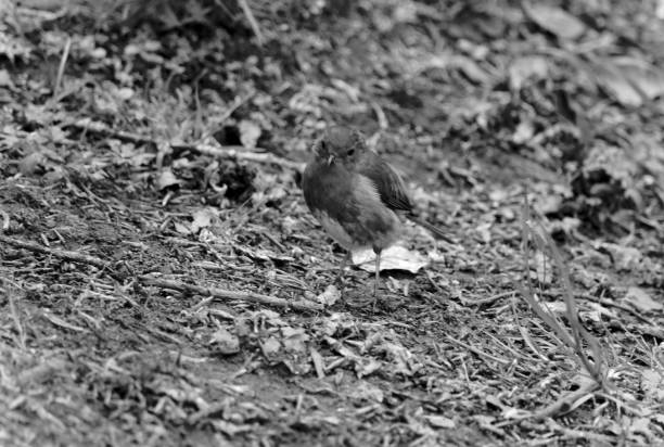 istock Robin red-breast in black and white 1005375622