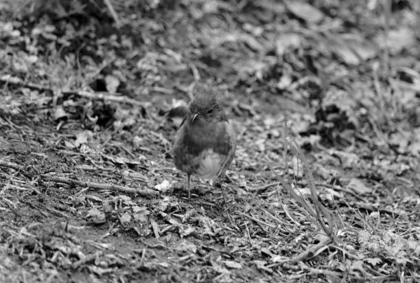 istock Robin red-breast in black and white 1005377666