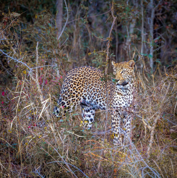 leopard in yala national park, sri lanka - international wildlife conservation park imagens e fotografias de stock