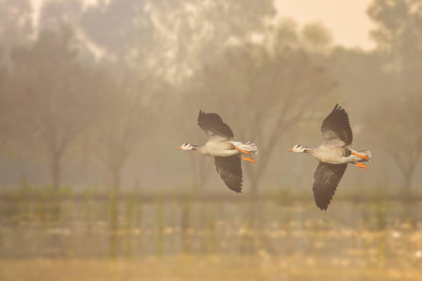 Bar Headed Goose Bar Headed Goose  flying bar headed goose anser indicus stock pictures, royalty-free photos & images