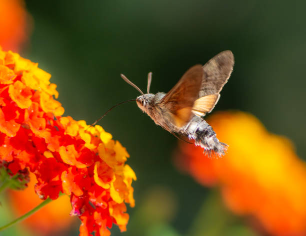 istock Hummingbird hawk-moth flying to a lantana flower 1005381738