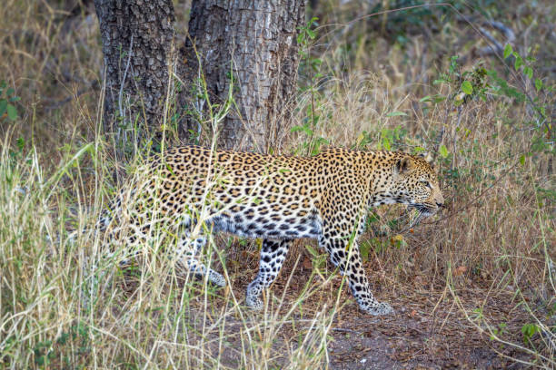 istock Leopard in Kruger National park, South Africa 1005384020