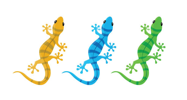 vektor-illustration der drei farben cartoon leguan tier. süße orange, grün und blau charakter. - lizard stock-grafiken, -clipart, -cartoons und -symbole