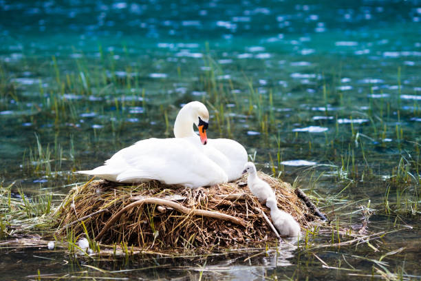 swan-nest im bergsee. mutter vogel und babys - 16318 stock-fotos und bilder