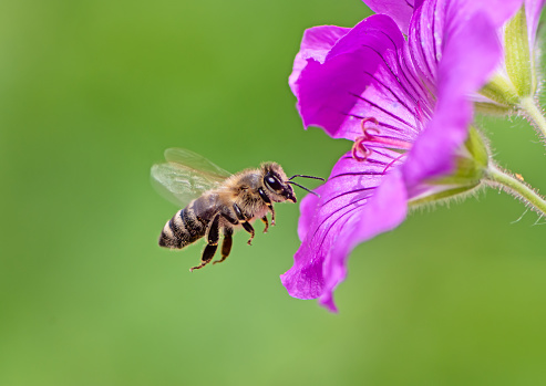 Honeybee flying to a purple geranium flower blossom