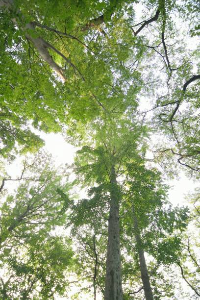 istock Wide angle landscape of fresh green summer trees 1005384956