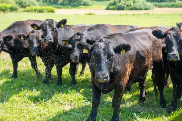 flock of black angus cattles on a cow paddock
