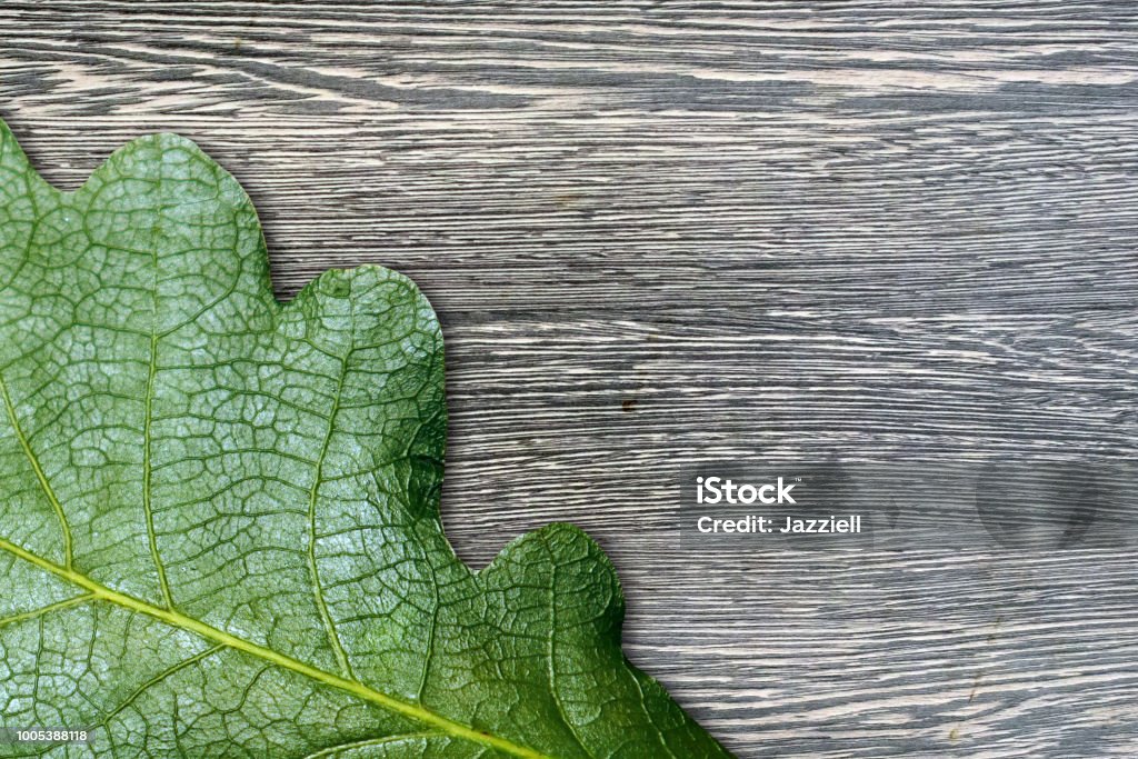  Шаблон открытки или поздравительной открытки, зеленый дубовый лист на серой деревянной доске - Стоковые фото Без людей роялти-фри