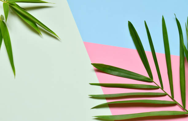 istock Creative minimal summer idea. Green leaf branches. Palm leaves on pastel colors. Tropical exotic background with empty space for text. Concept creative art. Flat lay, top view. 1005390234