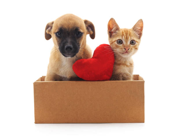 chaton et chiot dans la boîte. - valentines day friendship puppy small photos et images de collection