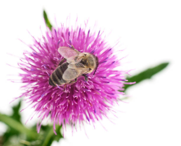 istock Honey bee on pink flower. 1005393382