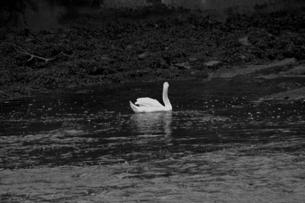 istock Swan on water, black and white 1005401668