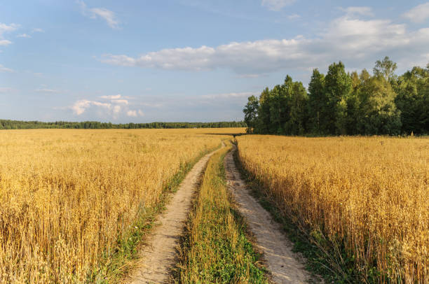 Dirt road in yellow field stock photo