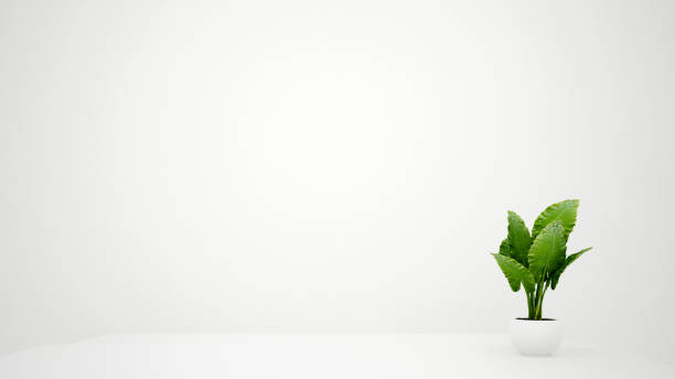 istock Plant in white room and empty space for add message - White room for artwork room design - 3D Illustration 1005402480
