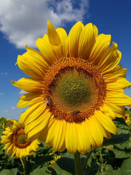 istock Large flower of sunflower with bees 1005409208