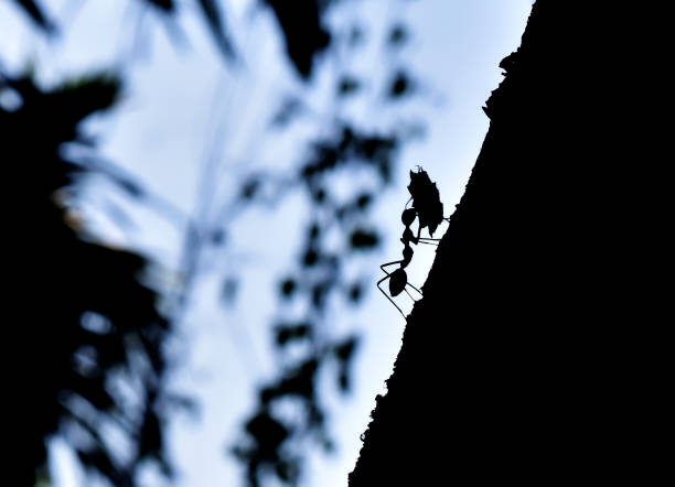 A strong ant collecting foods for coming winter