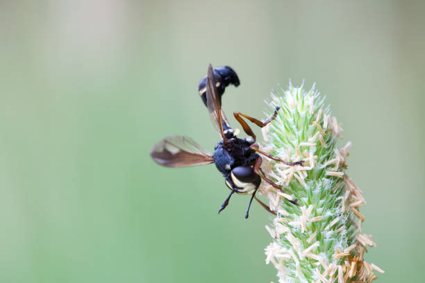 istock Physocephala rufipes sits on a blade of grass. 1005418710