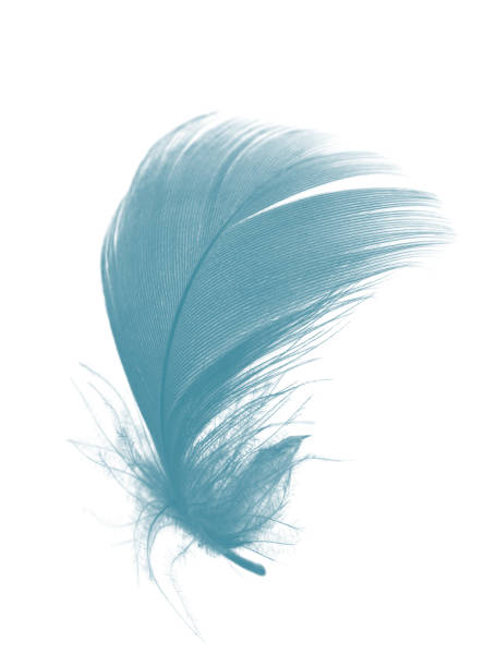istock feather color turquoise emerald green on white background 1005418994