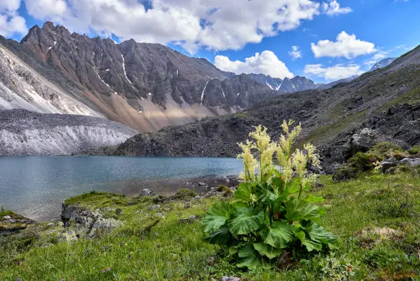 Wild rhubarb (Rheum compactum Linnaeus) is densely blooming on shore of carved lake. Highland in Eastern Siberia. Sayan Mountains. Russia