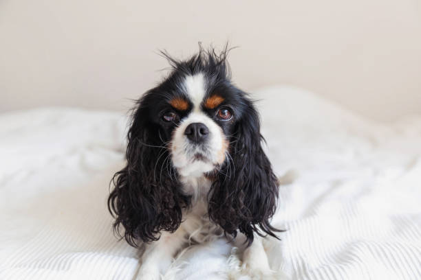 istock Dog with messy hair 1005419336