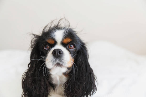 istock Dog with messy hair 1005419344