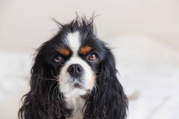istock Dog with messy hair 1005419346
