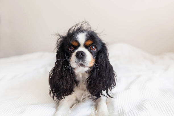 istock Dog with messy hair 1005419370
