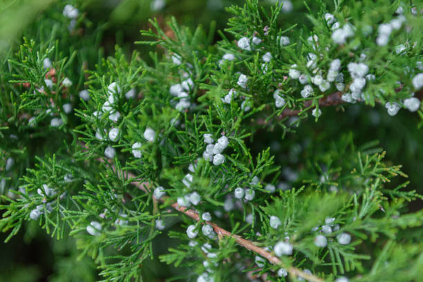 istock selective focus of cypress green branches with cones 1005422110
