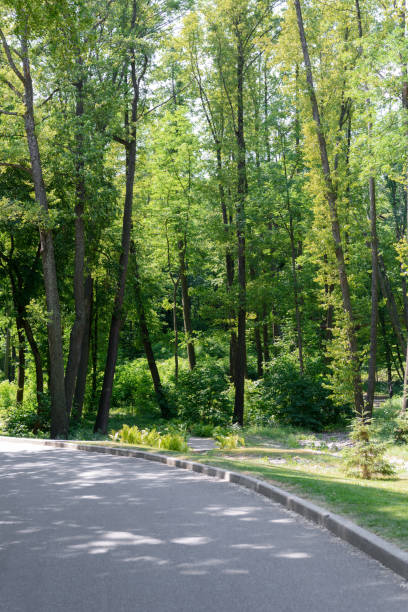 istock scenic view of asphalt path and trees in park 1005422172
