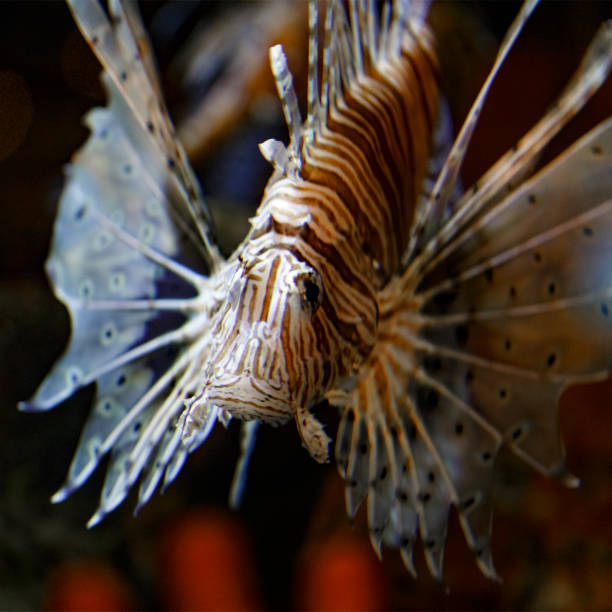 istock Red lionfish aquarium fish, a venomous coral reef fish 1005423326