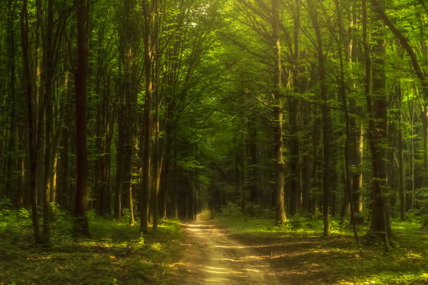 istock Fairy forest at sunrise. Green trees wit a fog. Mystery background. 1005423406