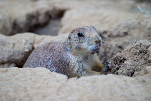 istock Black-tailed prairie dog (Cynomys ludovicianus) watching from nearby burrow 1005431626
