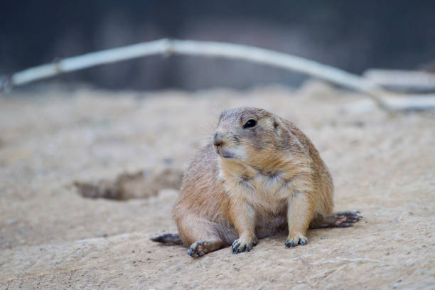 istock Black-tailed prairie dog (Cynomys ludovicianus) watching from nearby burrow 1005431632