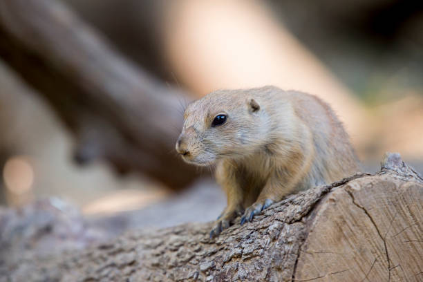 Black-tailed prairie dog (Cynomys ludovicianus) watching from nearby burrow