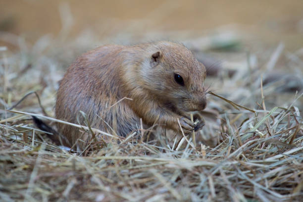 istock Black-tailed prairie dog (Cynomys ludovicianus) watching from nearby burrow 1005431640