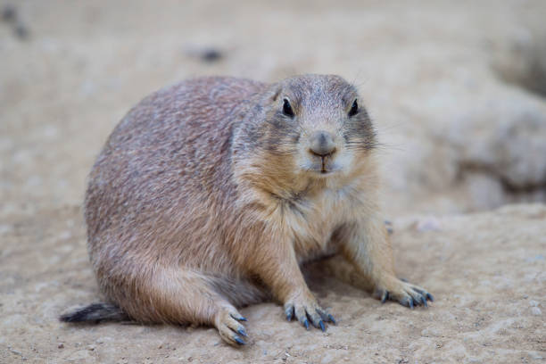 istock Black-tailed prairie dog (Cynomys ludovicianus) watching from nearby burrow 1005431644