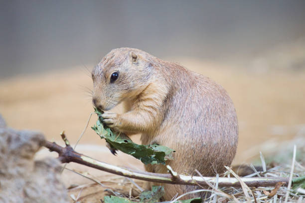 istock Black-tailed prairie dog (Cynomys ludovicianus) watching from nearby burrow 1005431662