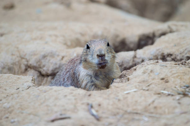 Black-tailed prairie dog (Cynomys ludovicianus) watching from nearby burrow