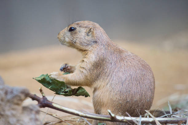 istock Black-tailed prairie dog (Cynomys ludovicianus) watching from nearby burrow 1005431678