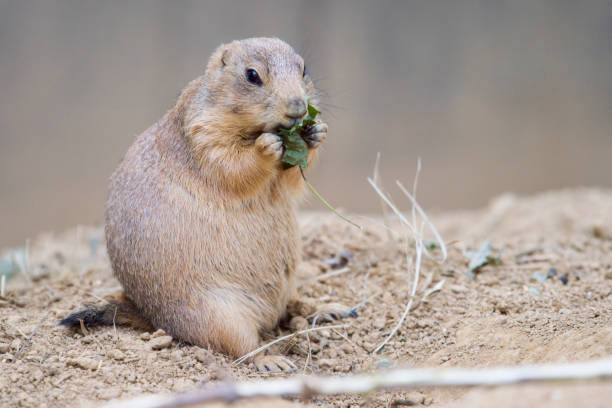 istock Black-tailed prairie dog (Cynomys ludovicianus) watching from nearby burrow 1005431708