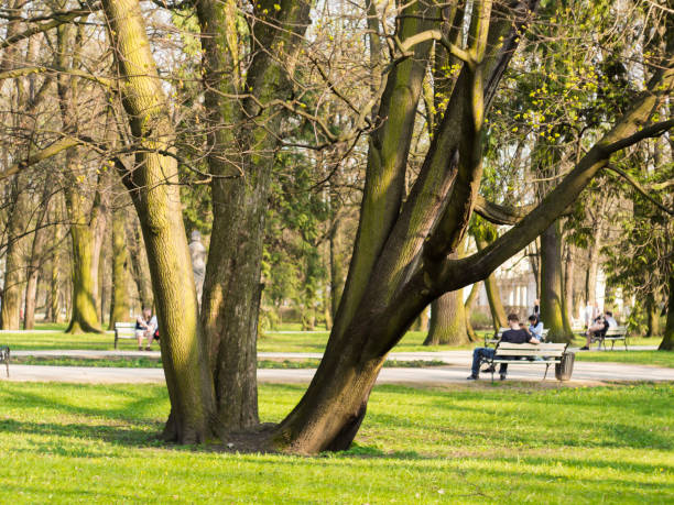 istock branches of an old tree in the park 1005431756