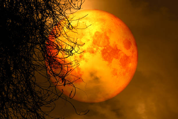 istock full harvest moon back silhouette dry tree in night sky 1005432538