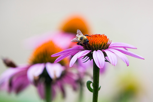 Una abeja recolectando néctar de flor púrpura cosmos, macro. photo