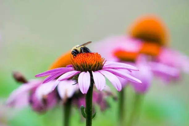 A bee collecting nectar from purple cosmos flower, macro.