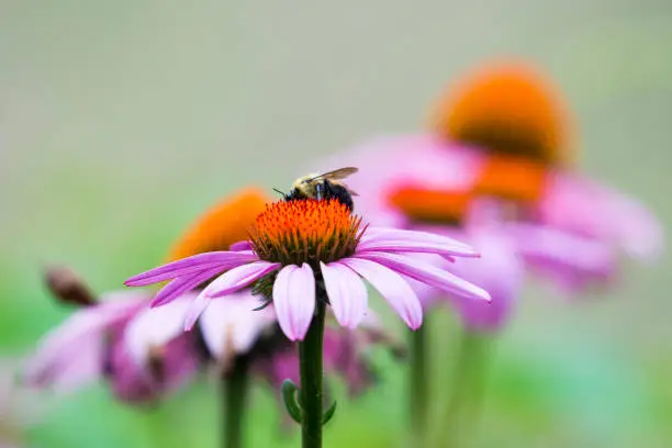 A bee collecting nectar from purple cosmos flower, macro.